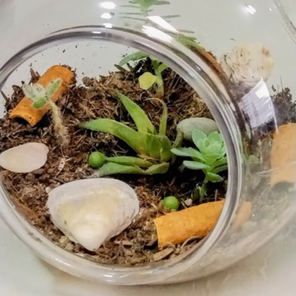 Terrario colgante de suculentas - Imagen 2