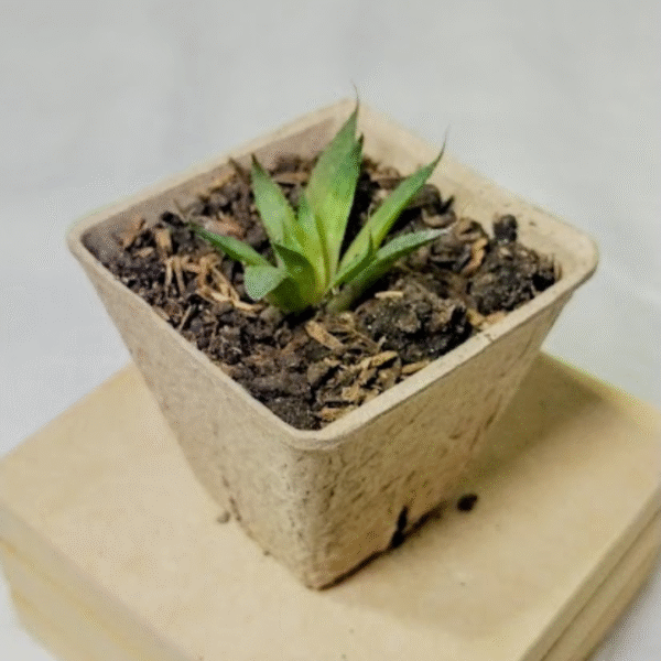 Brote de suculenta - Imagen 2