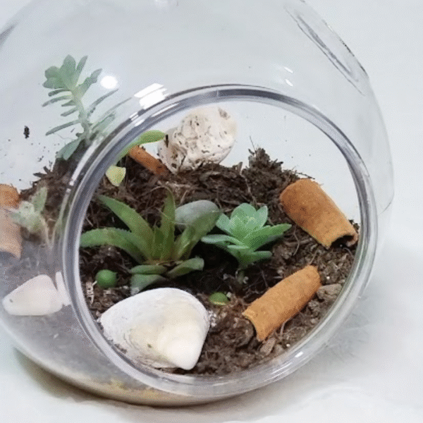 Terrario colgante de suculentas - Imagen 3