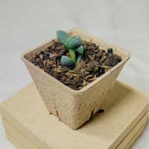 Brote de suculenta