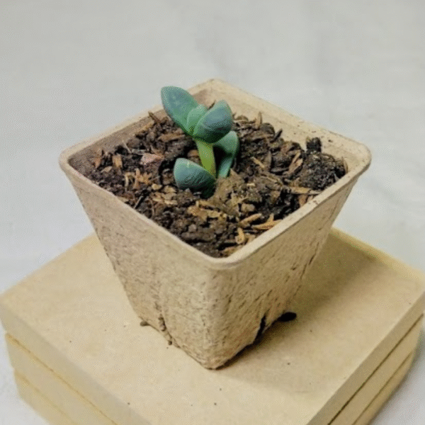 Brote de suculenta
