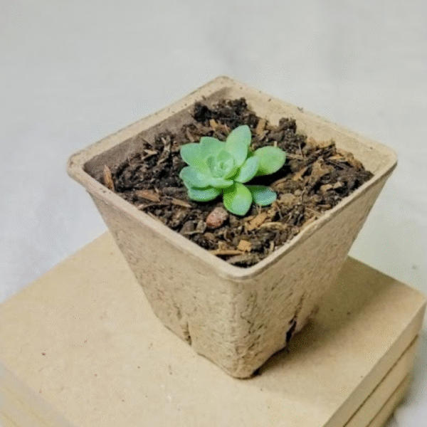 Brote de suculenta - Imagen 3